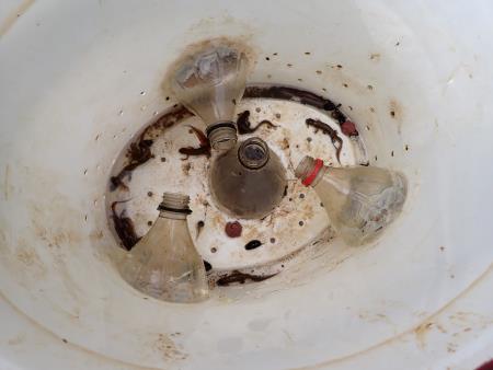 Monitoring dvoživk na Radenskem polju - 1